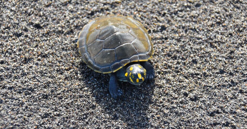 Berpyの商品をAmazonや楽天で探しているママの様子を描いた画像。