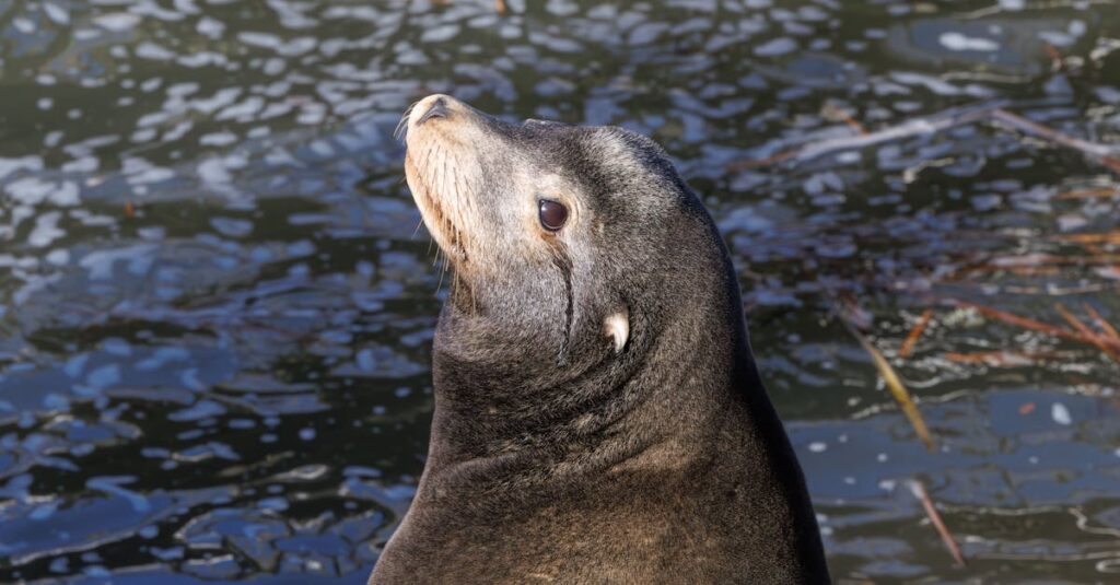 スカパーに向いている人の特徴を図解したチャート。