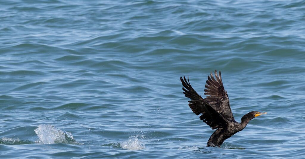 ABEMAの無料プランとプレミアムプランの違いを比較するイメージ画像