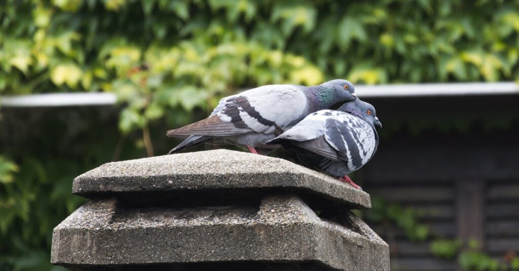 アロベビーとピジョンのミルクローションを比較する画像。使用感や成分の違いが明示されている。